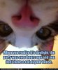 what cat.jpg