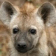 SouthernGnoll