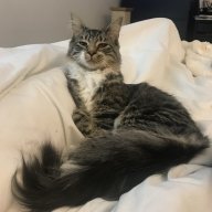 Kittykitty