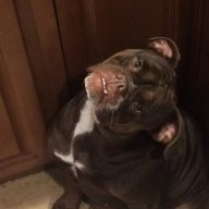 Bulldogmommy321