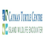 Cayman Turtle Ce
