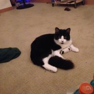 RafiTheCat