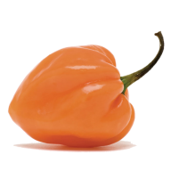 Habanero