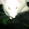 LittleWhiteRat