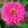 PinkZinnia