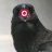 Corvidae