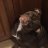 Bulldogmommy321