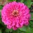 PinkZinnia